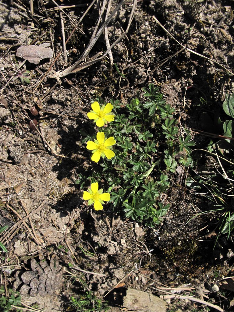 Potentilla neumanniana